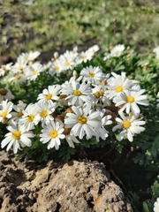 Argyranthemum hierrense image