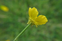 Ranunculus sardous