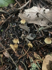 Mycena aurantiomarginata