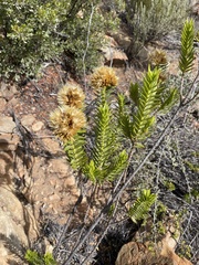 Pteronia fasciculata