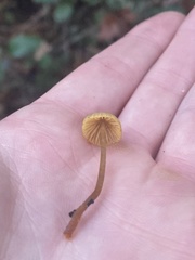 Mycena aurantiomarginata