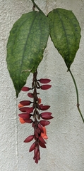 Thunbergia coccinea