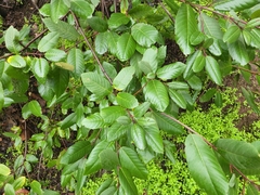 Frangula californica