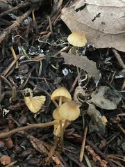 Mycena aurantiomarginata