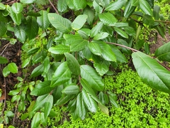 Frangula californica