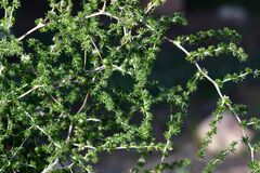 Asparagus acutifolius