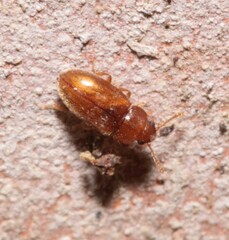 Cryptophagidae