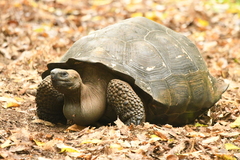 Chelonoidis niger porteri