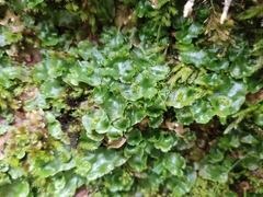 Conocephalum conicum