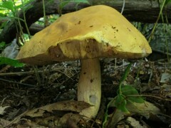 Boletus gertrudiae