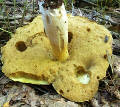 Boletus gertrudiae