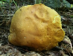 Boletus gertrudiae