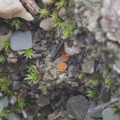 Octospora itzerottii