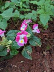 Torenia fournieri