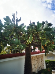 Consolea moniliformis