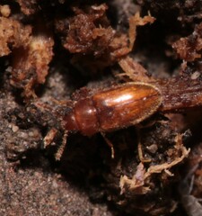 Cryptophagidae