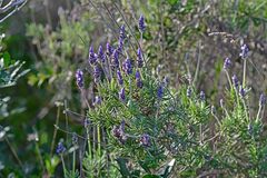 Lavandula dentata
