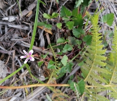 Pelargonium pseudosetulosum