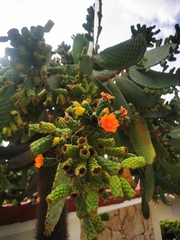 Consolea moniliformis