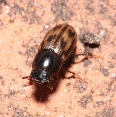 Chilothorax