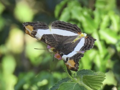 Adelpha fessonia