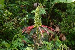 Calliandra houstoniana calothyrsus