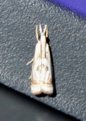 Microcrambus elegans