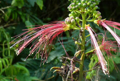 Calliandra houstoniana calothyrsus