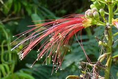 Calliandra houstoniana calothyrsus