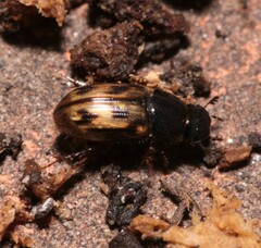 Chilothorax
