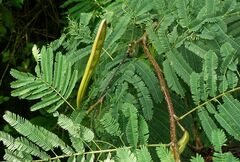 Calliandra houstoniana calothyrsus