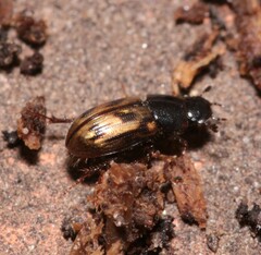 Chilothorax