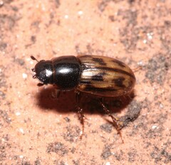 Chilothorax