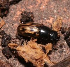 Chilothorax