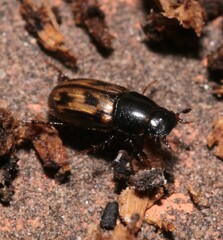 Chilothorax