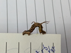 Nematocampa