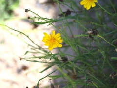 Launaea fragilis