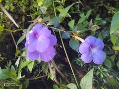 Achimenes longiflora