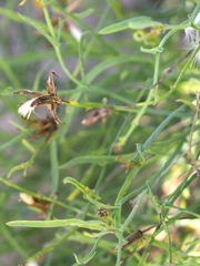 Launaea fragilis