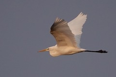 Ardea alba alba