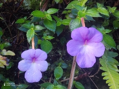 Achimenes longiflora