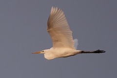 Ardea alba alba