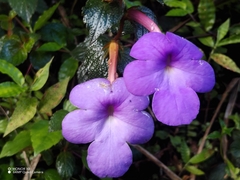 Achimenes longiflora