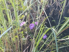 Achimenes longiflora