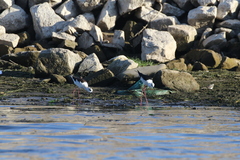 Himantopus himantopus