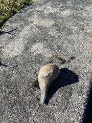 Fulguropsis pyruloides