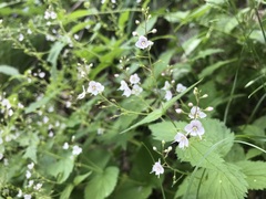Veronica urticifolia