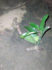 Heraclides anchisiades