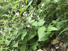 Veronica urticifolia