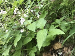 Veronica urticifolia